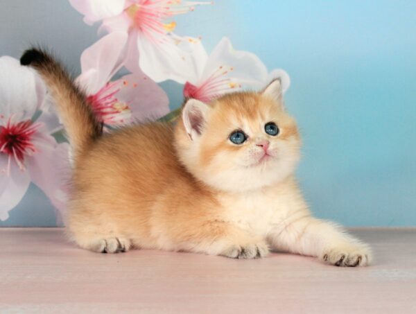 Quentin British Shorthair