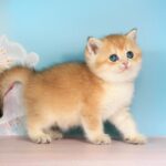Quentin-male-British-Shorthair-cat-puppy-for-sale-1 (2)