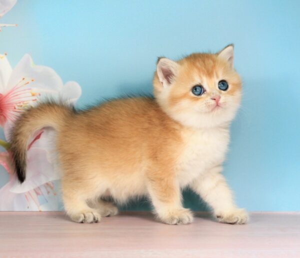 Quentin British Shorthair