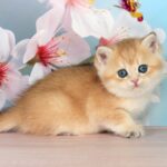 Quentin-male-British-Shorthair-cat-puppy-for-sale-1 (3)