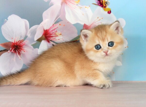 Quentin British Shorthair