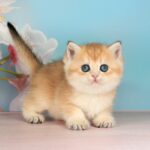 Quentin-male-British-Shorthair-cat-puppy-for-sale-1 (4)