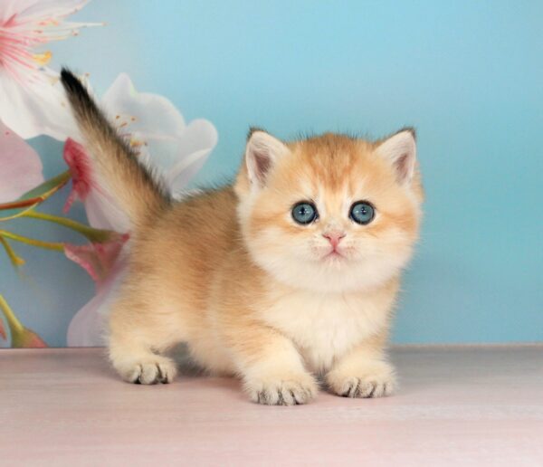 Quentin British Shorthair