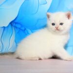 Quest-male-British-Shorthair-cat-puppy-for-sale-1 (1)
