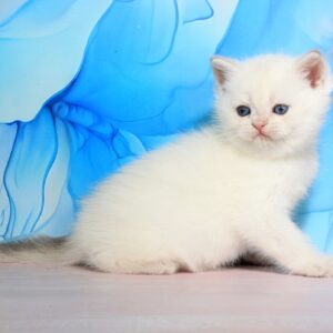 Quest British Shorthair
