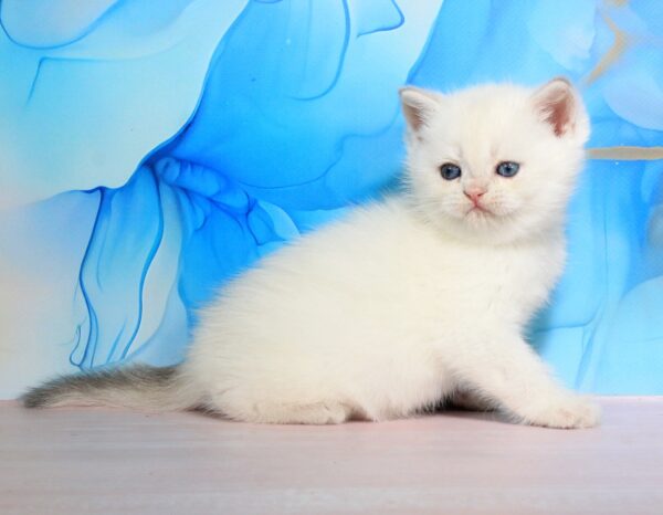 Quest British Shorthair