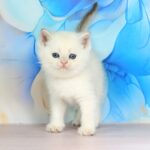 Quest-male-British-Shorthair-cat-puppy-for-sale-1 (2)