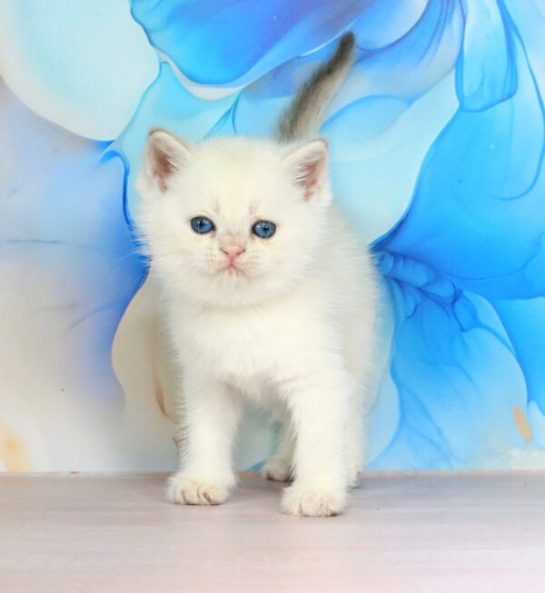 Quest British Shorthair