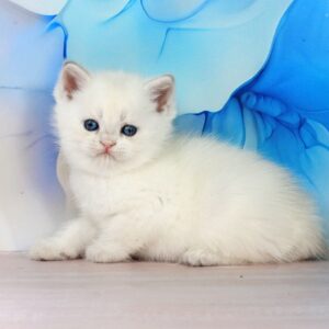 Quest British Shorthair