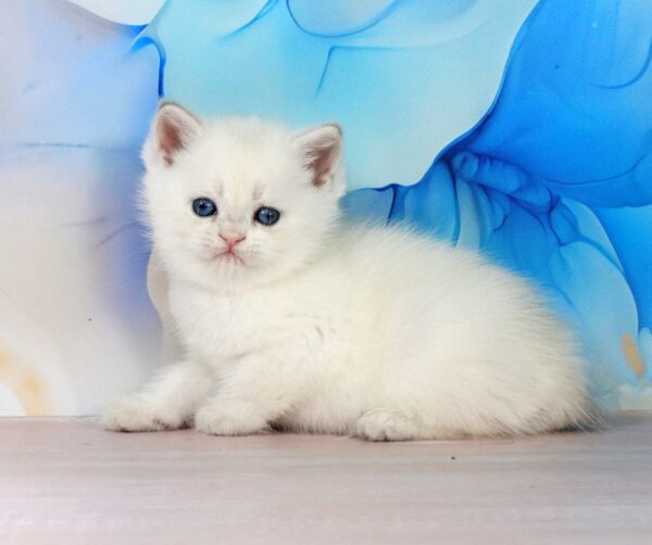 Quest British Shorthair