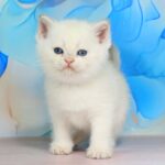 Quest-male-British-Shorthair-cat-puppy-for-sale-1 (4)