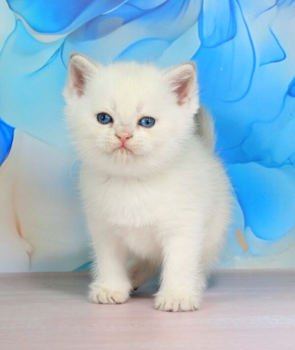 Quest British Shorthair