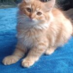 Abbu-male-Siberian-cat-puppy-for-sale-1 (1)