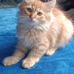 Abbu Siberian
