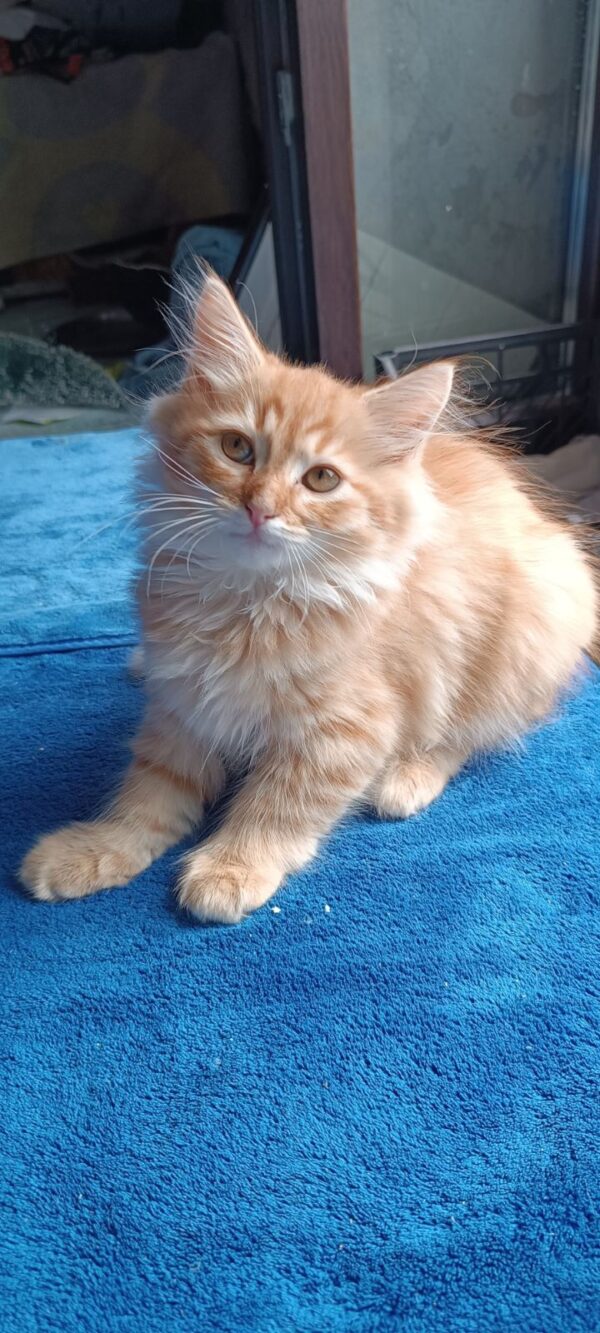 Abbu Siberian