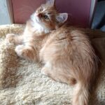 Abbu-male-Siberian-cat-puppy-for-sale-1 (2)