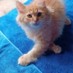 Abbu-male-Siberian-cat-puppy-for-sale-1 (3)