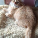 Abbu-male-Siberian-cat-puppy-for-sale-1 (4)