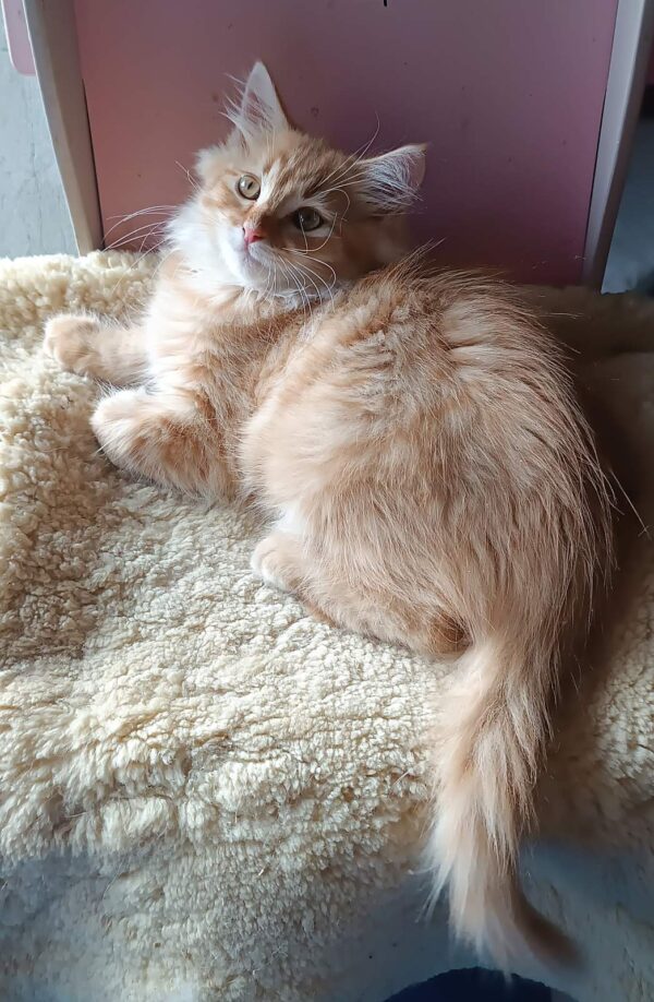 Abbu Siberian