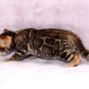 Ambassador Bengal
