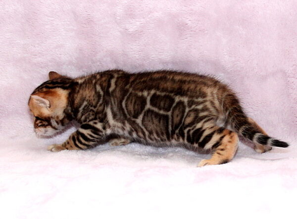 Ambassador Bengal