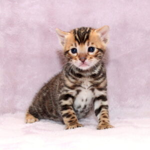 Ambassador Bengal