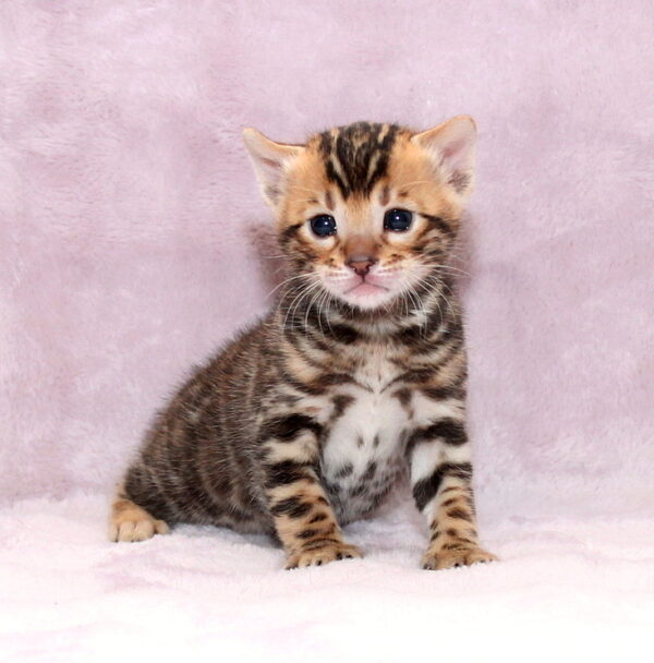 Ambassador Bengal