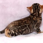 Ambassador-male-bengal-cat-puppy-for-sale-1 (3)