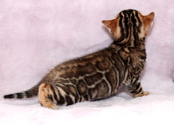 Ambassador Bengal