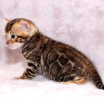 Ambassador-male-bengal-cat-puppy-for-sale-1 (4)