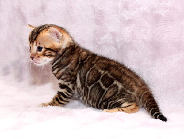 Ambassador Bengal