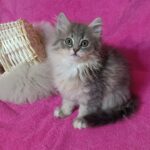 Abbu Siberian