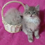 Amina-female-Siberian-cat-puppy-for-sale-1 (2)