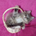 Amina-female-Siberian-cat-puppy-for-sale-1 (3)
