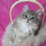 Amina-female-Siberian-cat-puppy-for-sale-1 (4)