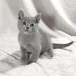 Artos-male-Russian-Blue-cat-puppy-for-sale-1 (1)