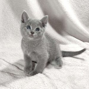 Artos Russian Blue