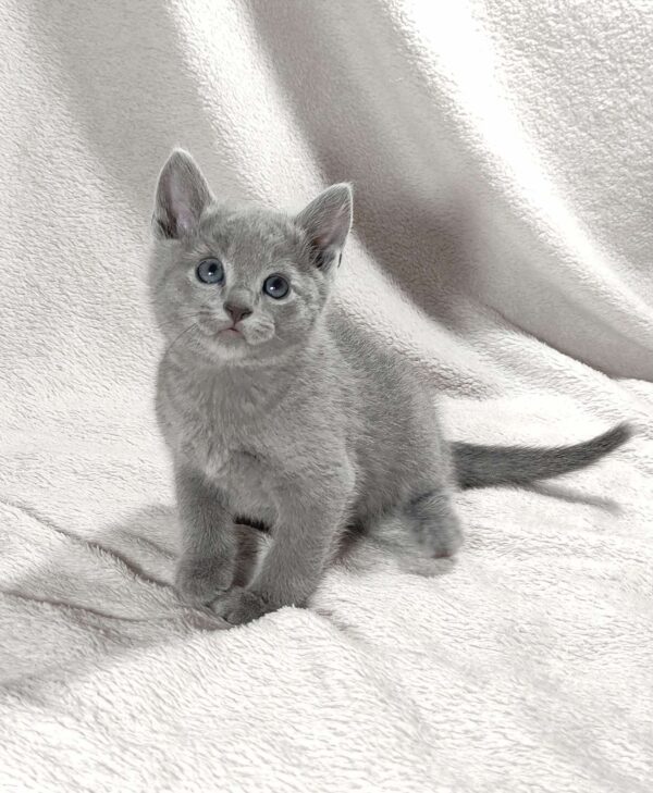 Artos Russian Blue