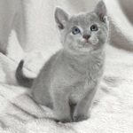 Artos-male-Russian-Blue-cat-puppy-for-sale-1 (2)