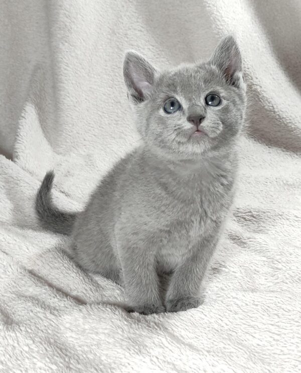 Artos Russian Blue