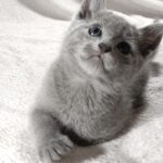 Artos-male-Russian-Blue-cat-puppy-for-sale-1 (3)