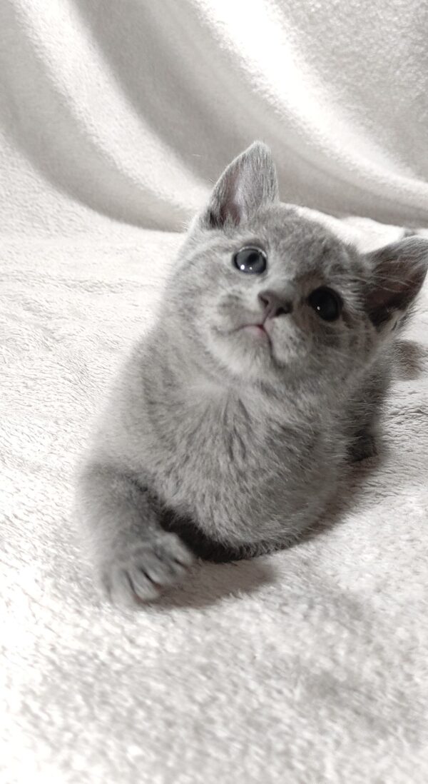 Artos Russian Blue