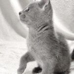 Artos-male-Russian-Blue-cat-puppy-for-sale-1 (4)