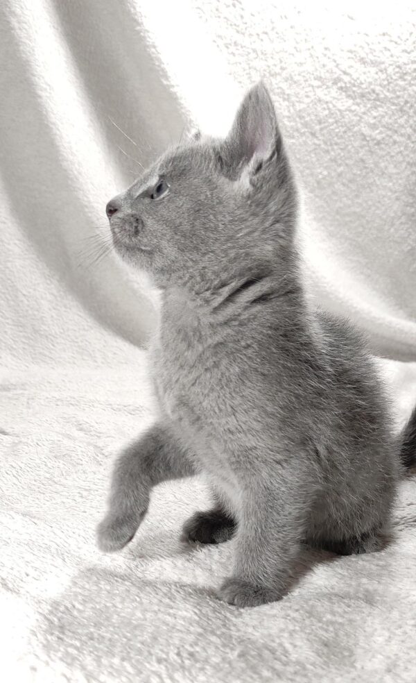 Artos Russian Blue