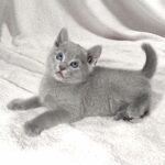 Artos-male-Russian-Blue-cat-puppy-for-sale-1 (5)