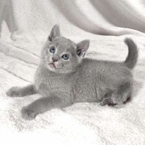 Artos Russian Blue