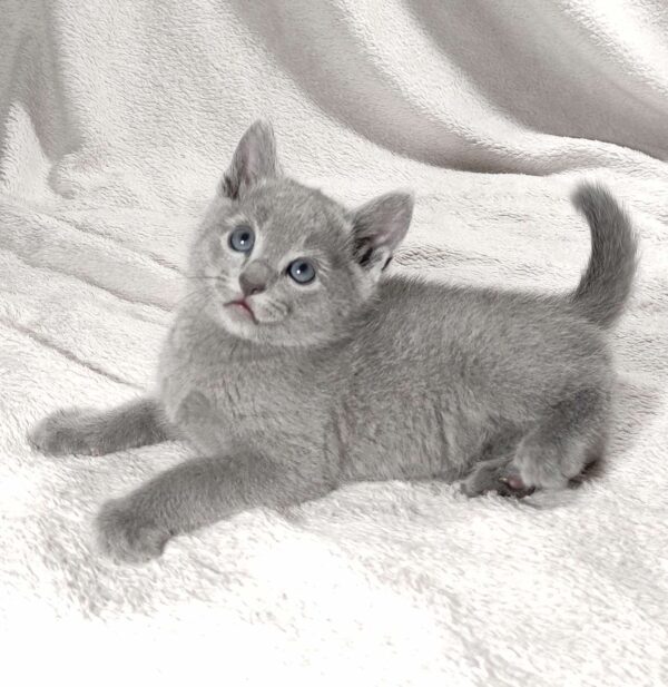 Artos Russian Blue