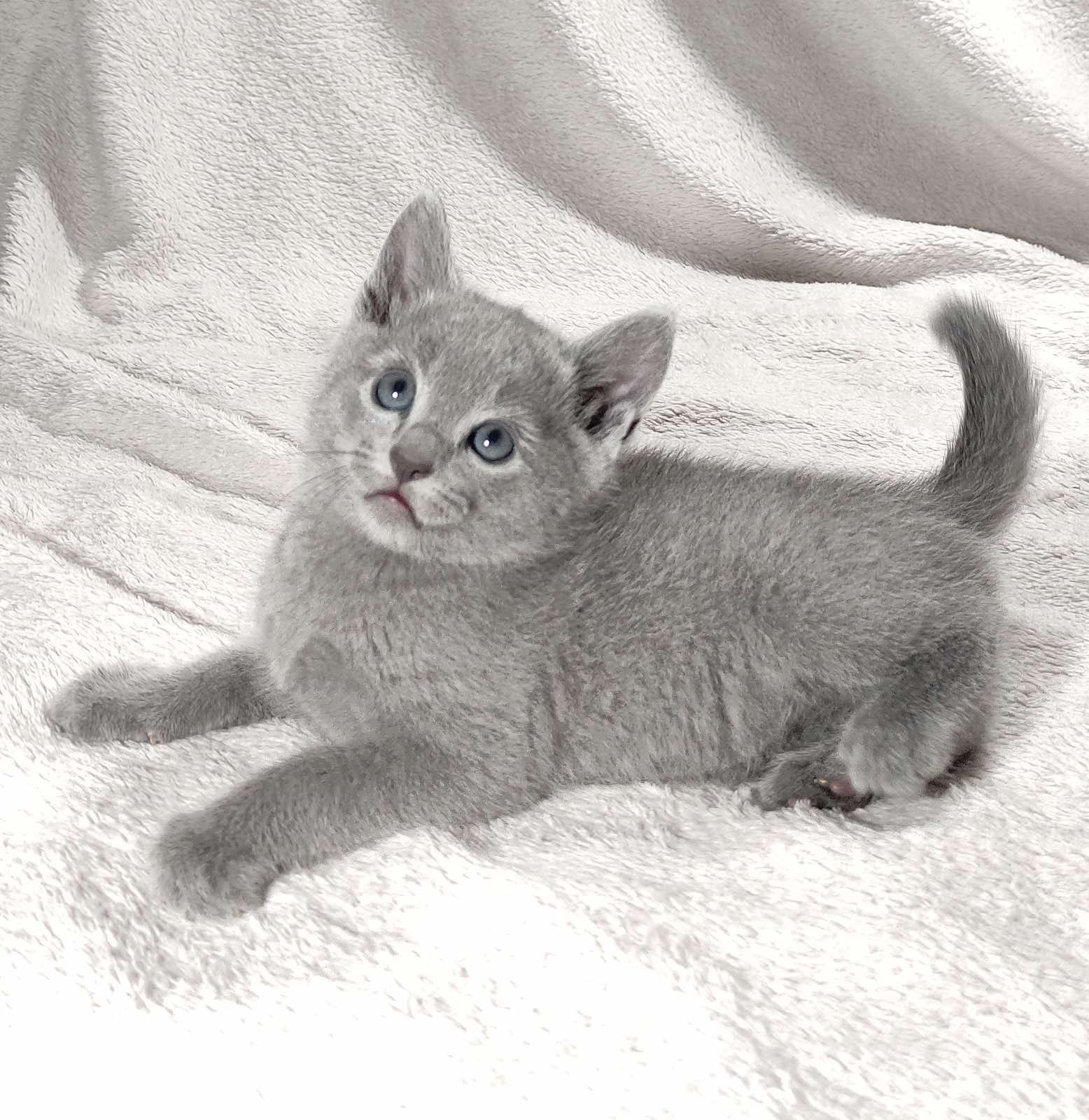 Artos Russian Blue