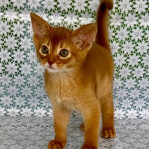 Bakara Abyssinian Bakara Abyssinian