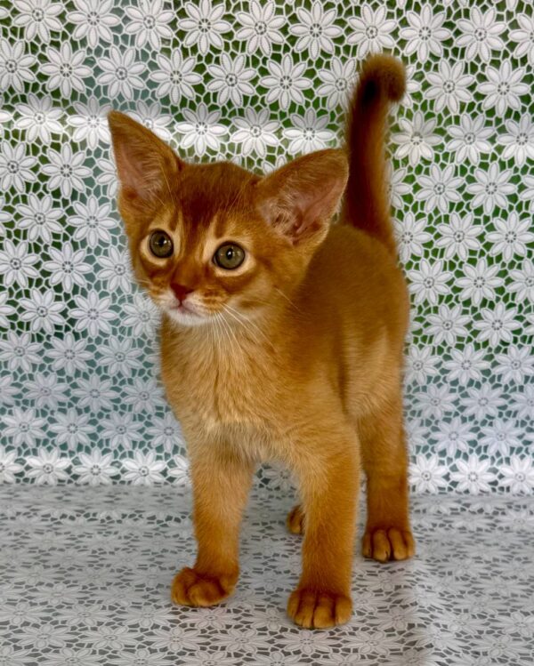 Bakara Abyssinian